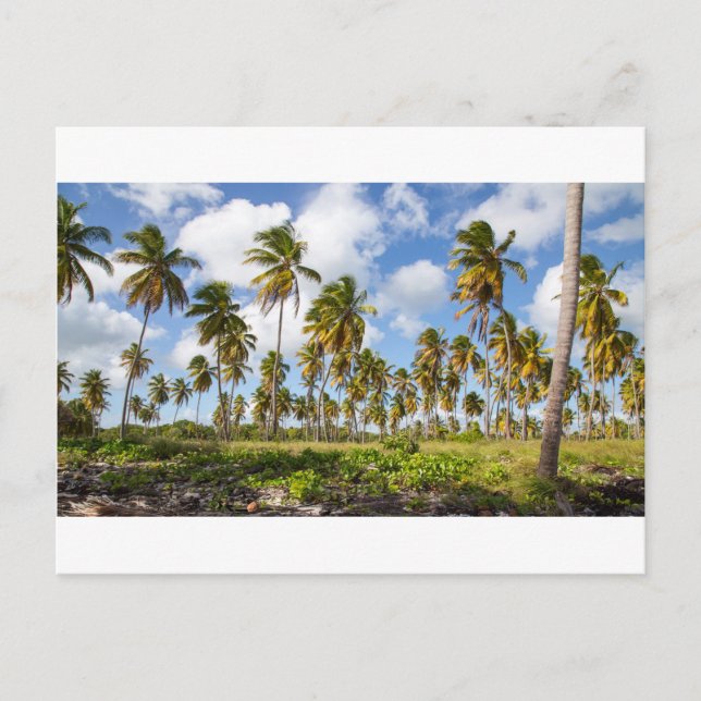 Palm trees on the beach of Isla Saona Postcard (Front)
