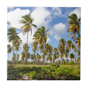Palm trees on the beach of Isla Saona Tile