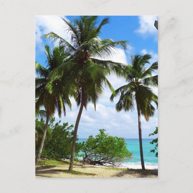 Palm Trees on Tropical Seascape Postcard (Front)