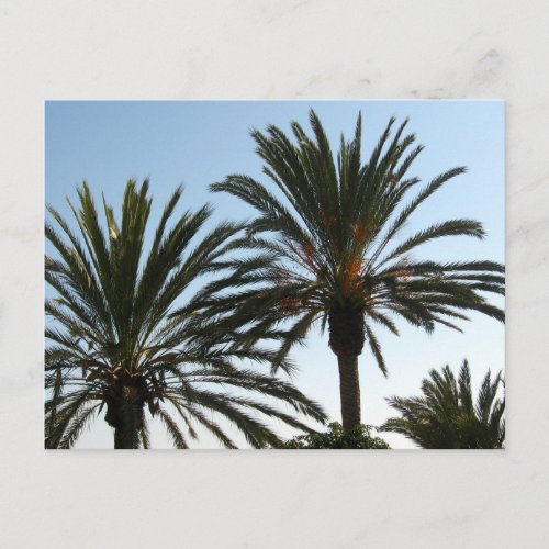 Palm Trees Photo  Postcard