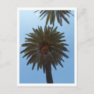 Palm Trees Postcard