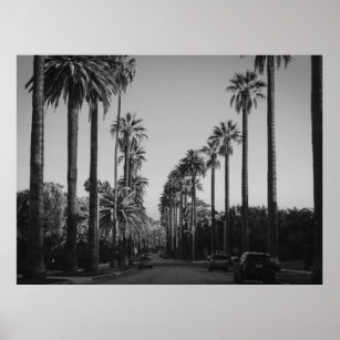 black and white pictures of palm trees