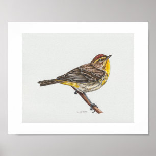 Palm Warbler Art Print