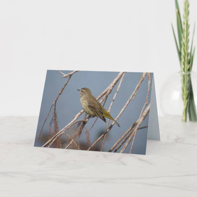Palm Warbler - Backyard Bird Greeting Card (Front)