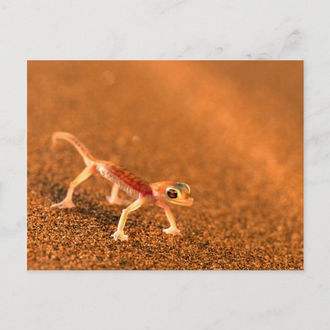Palmatogecko On Sand Dune, Swakpomund, Erongo Postcard (Front)