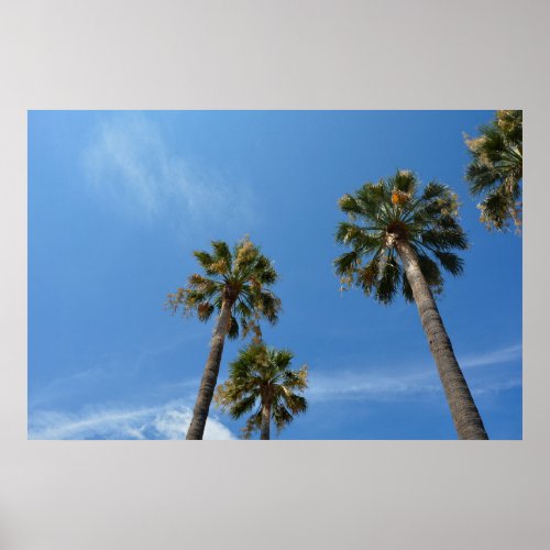 Palmen mit blauem Himmel Poster