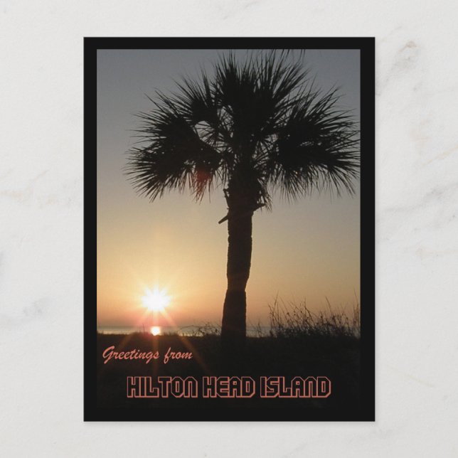 Palmetto at Dawn Postcard (Front)