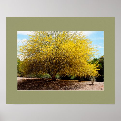 Palo Verde Tree print