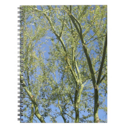 Palo Verde Trees Notebook