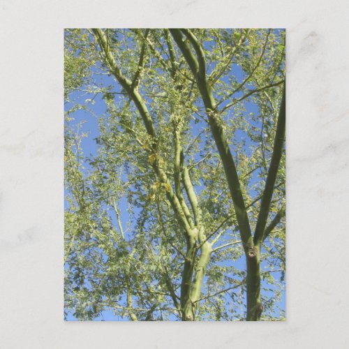 Palo Verde Trees Postcard