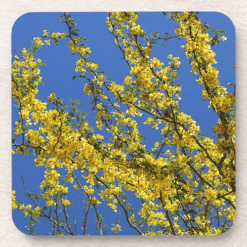 Palo Verde Yellow Flowers Photograph Beverage Coaster