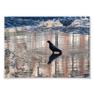 Paloma in a puddle of Madrid's Plaza Mayor Photo Print