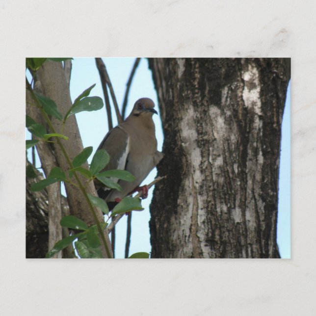 Paloma Tortola Postcard (Front)