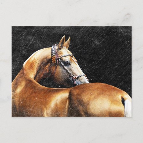 Palomino Akhal_teke stallion Postcard