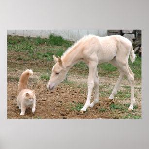 Palomino Baby Horse and Barn Cat Poster