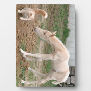 Palomino Baby Horse with Barn Cat Plaque