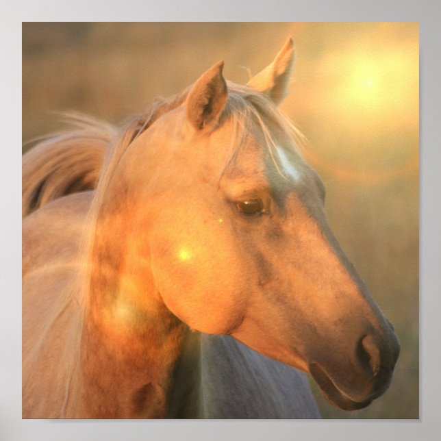 Palomino Canvas Print (Front)
