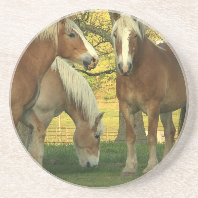 Palomino Draft Horses Coaster (Front)