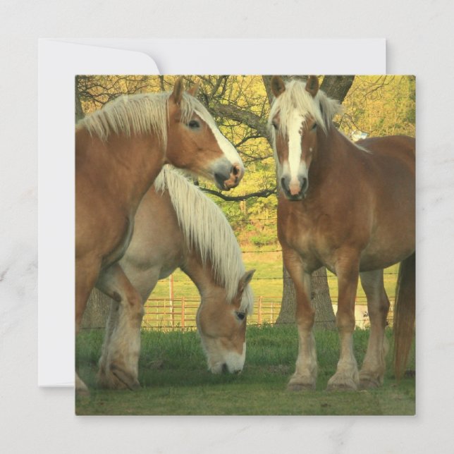 Palomino Draft Horses Invitation (Front)