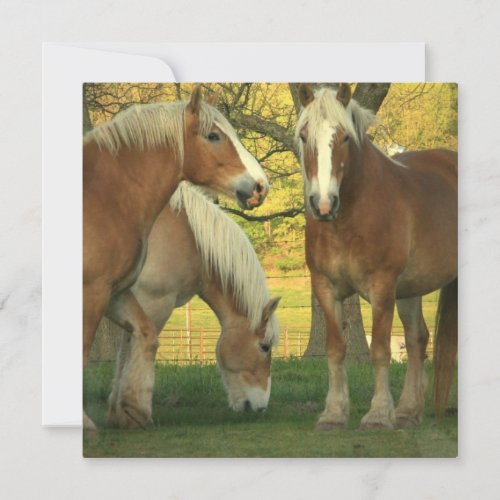 Palomino Draft Horses Invitation