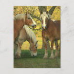 Palomino Draft Horses Postcard