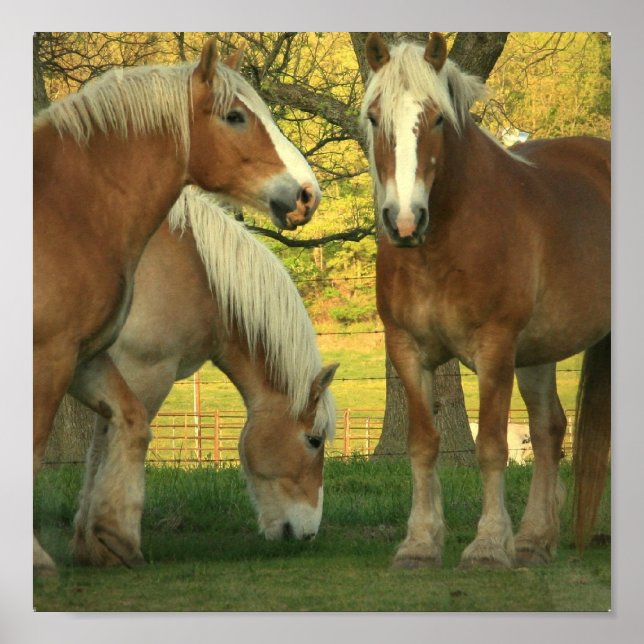 Palomino Draft Horses Poster (Front)