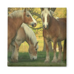 Palomino Draft Horses Square Magnet