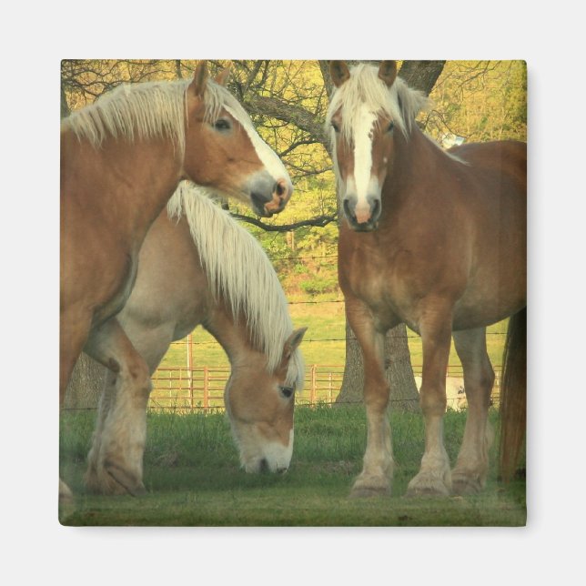 Palomino Draft Horses Square Magnet (Front)