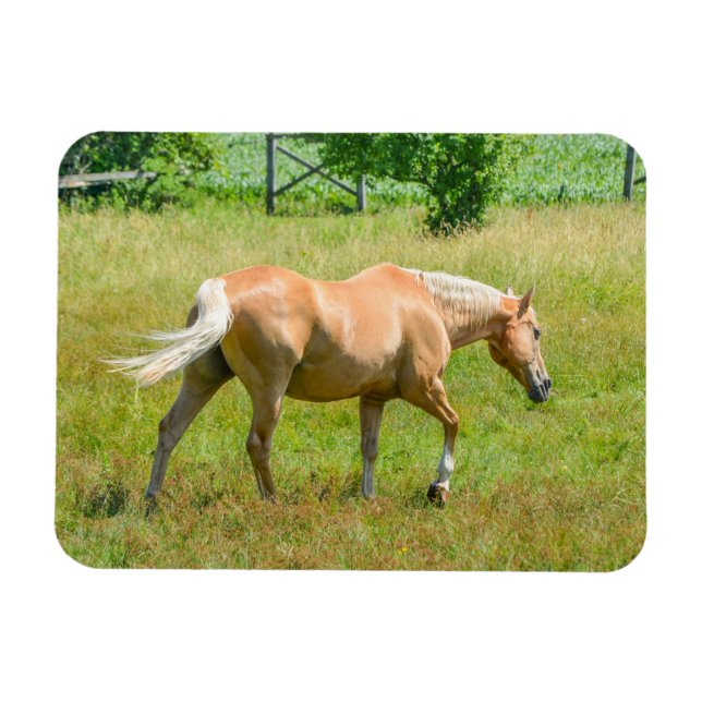 Palomino Farm Horse Magnet (Horizontal)
