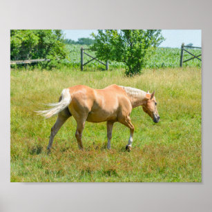 Palomino Pinto Paint Quarter Horses In Snow Canvas Print for Sale