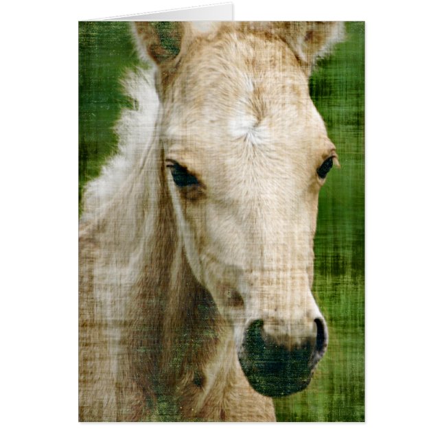 Palomino Foal Cards (Front)