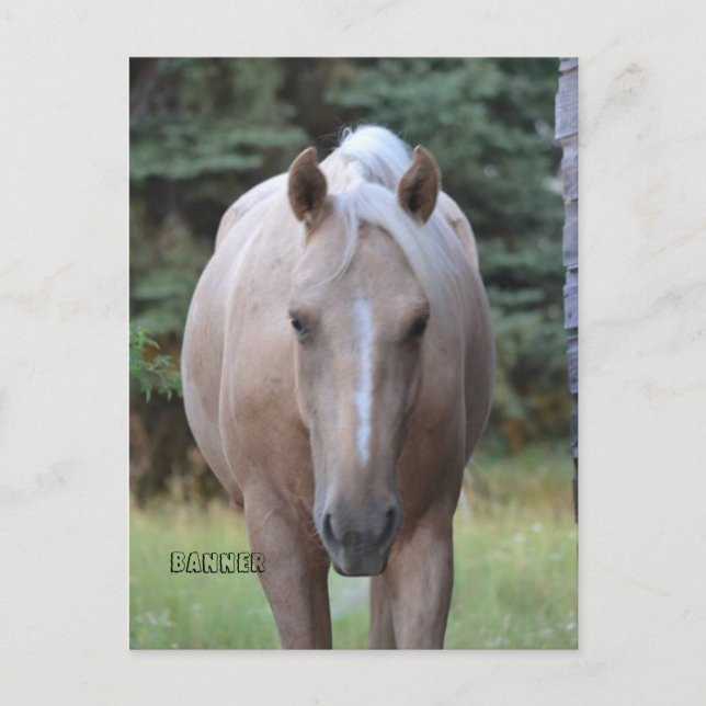 Palomino Gelding Banner  Post card (Front)