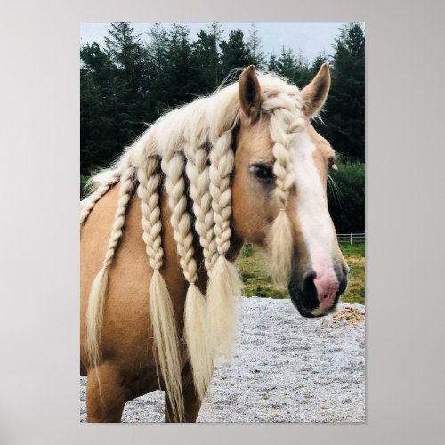 Palomino gypsy vanner horse poster