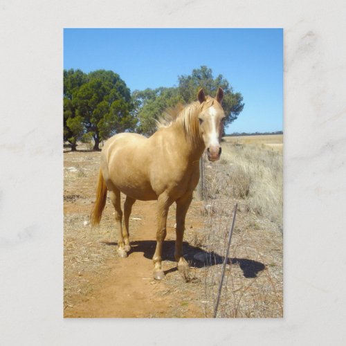 Palomino Horse Beauty Postcard