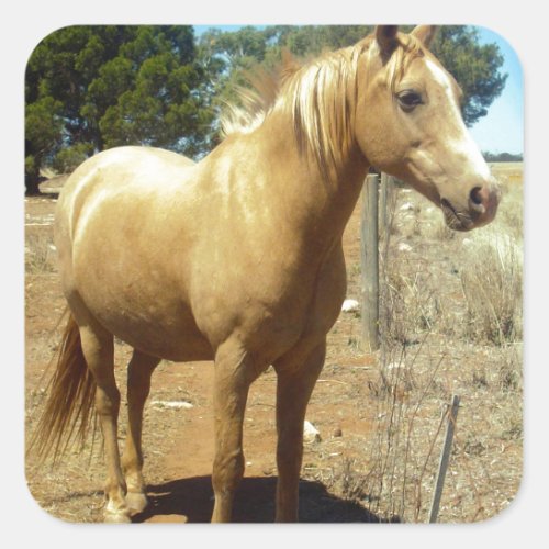 Palomino Horse Beauty Square Sticker