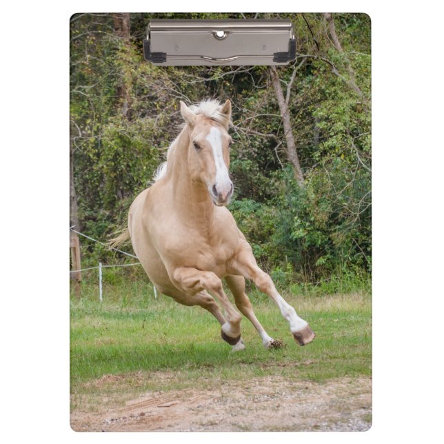 Palomino Horse Clipboard (Front)