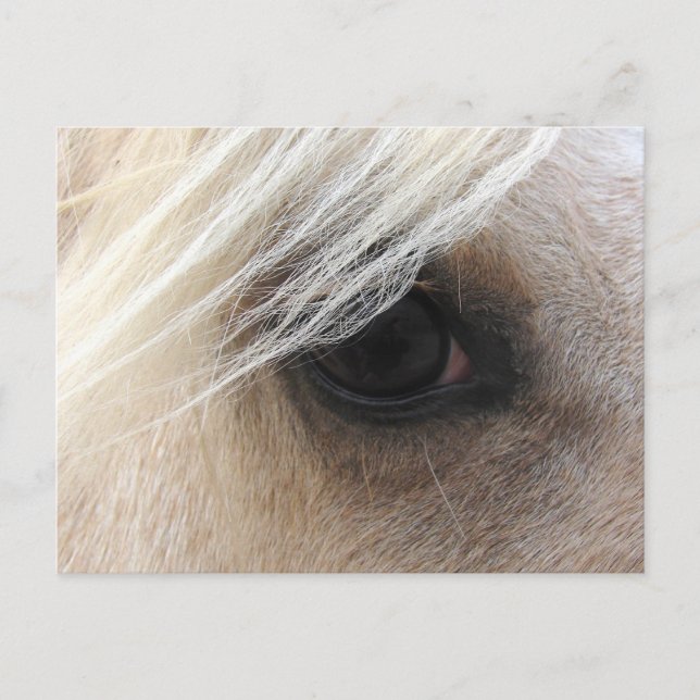 Palomino Horse Eye Postcard (Front)