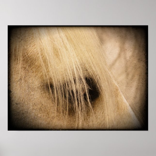 Palomino Horse Face Side Grunge Poster (Front)