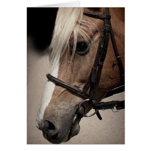 Palomino Horse in Bridle