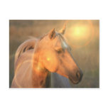 Palomino Horse in Light Postcard
