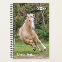 Palomino