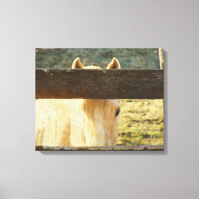 Palomino Horse Peeking Though The Fence Canvas Print (Front)