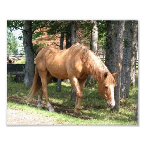 Palomino Horse Photo Print