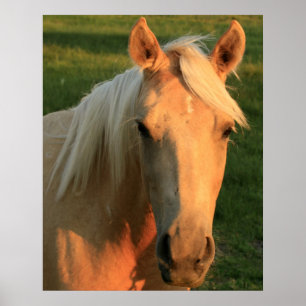 Palomino horse poster