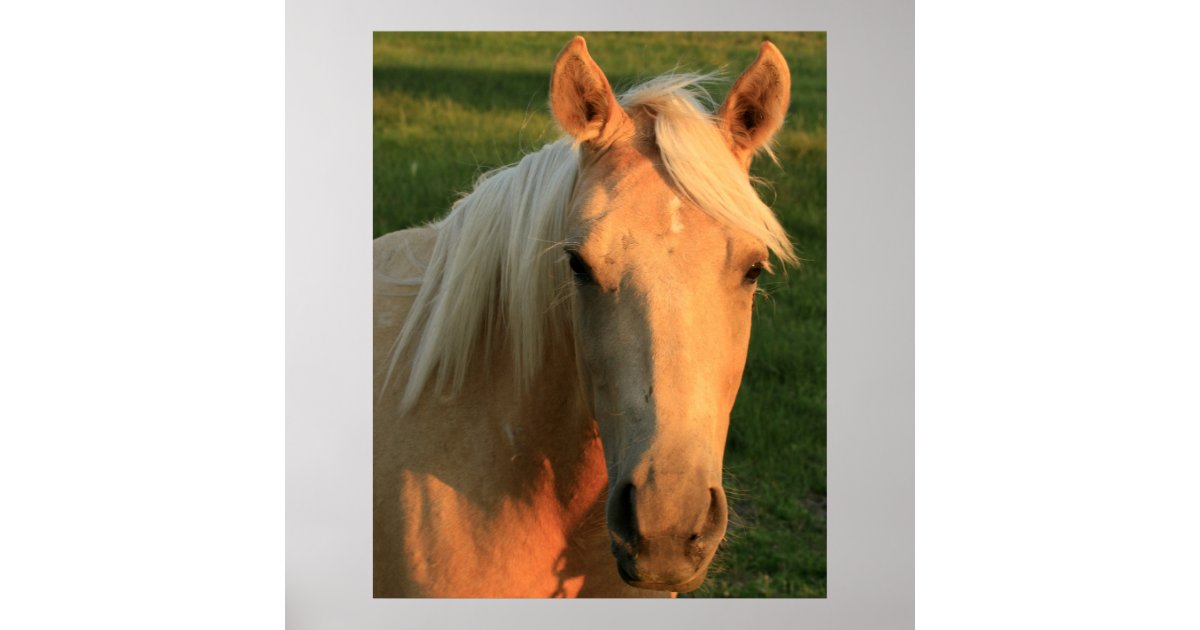 Horse Coat Colors Poster, Zazzle