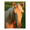 Palomino horse