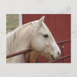 Palomino Horse Red Barn Red Gate Postcard