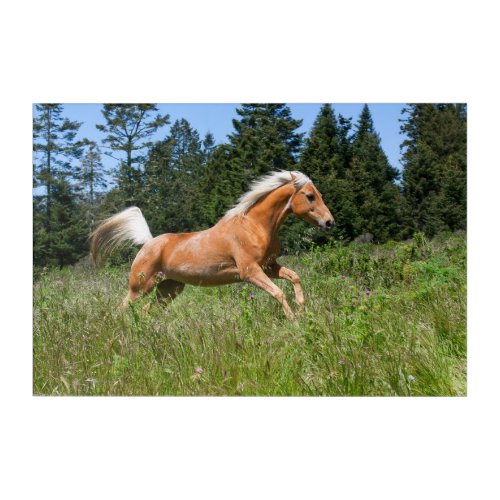 Palomino Horse Running through a Meadow Acrylic Print