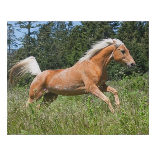Palomino Horse Running through a Meadow Faux Canvas Print