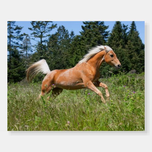 Palomino Horse Running through a Meadow Foam Board